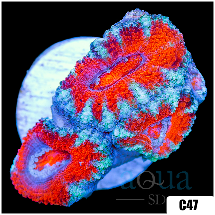 Teal Claw Acan Lord