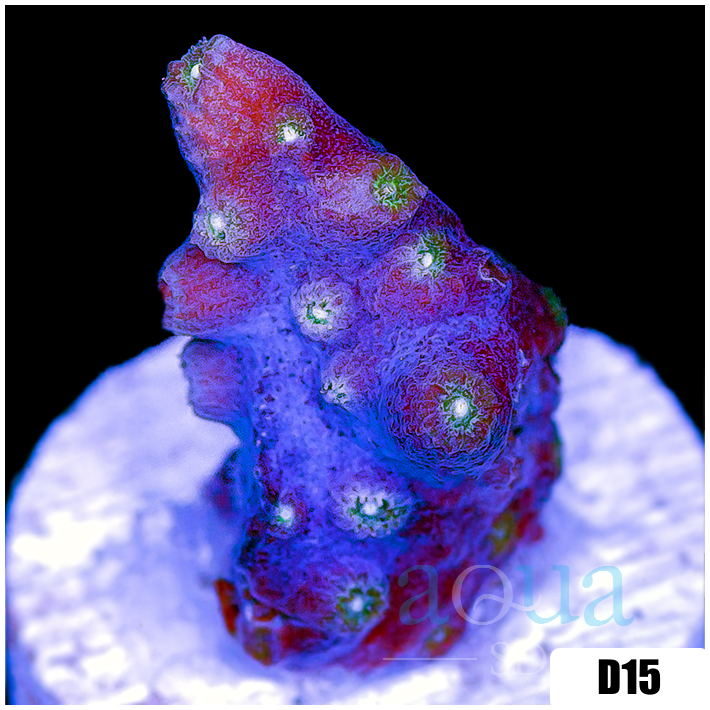 ASD Branching Starry Cyphastrea
