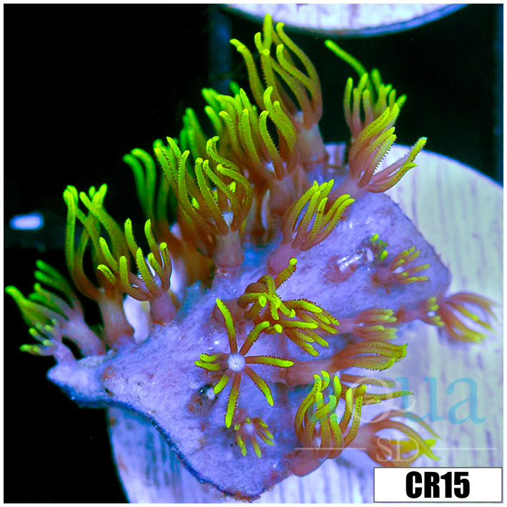 GSP Frag