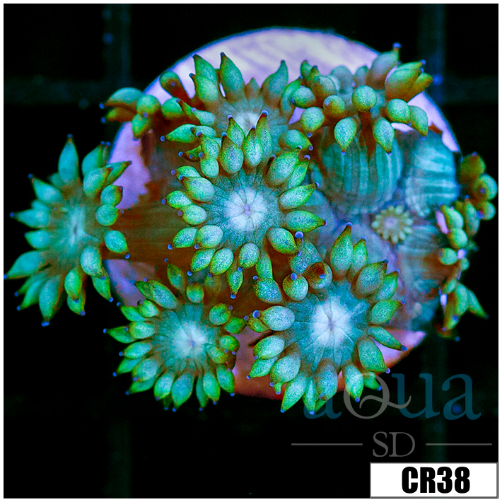 Aussie Alveopora