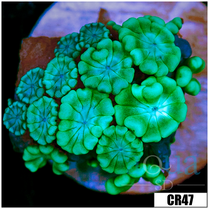 Aussie Alveopora