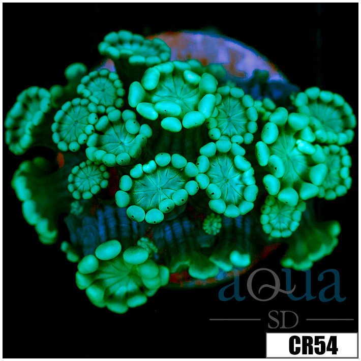Aussie Alveopora