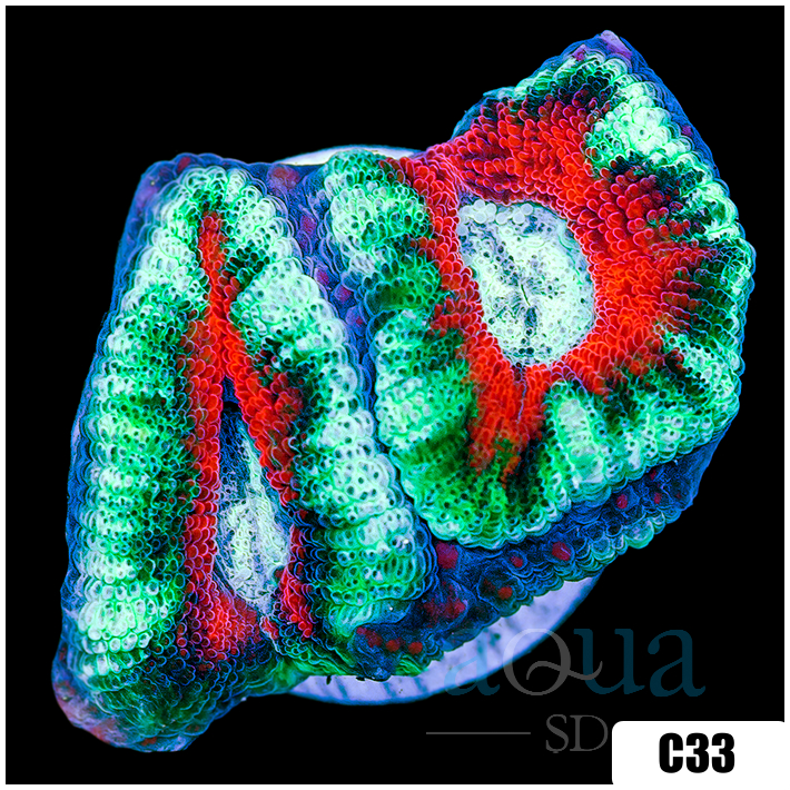 Teal Claw Acan Lord