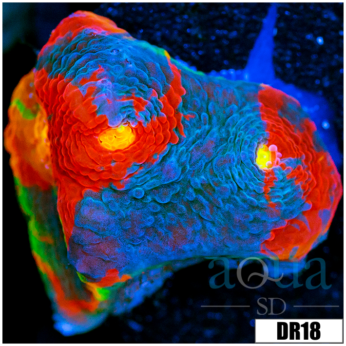 ASD Rainbow Chalice