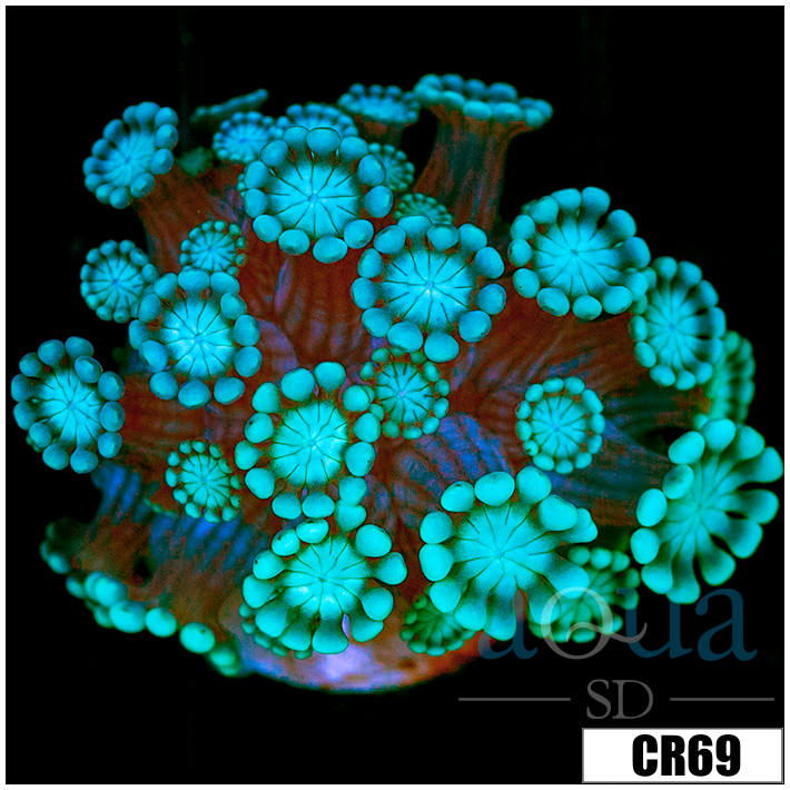 Aussie Alveopora