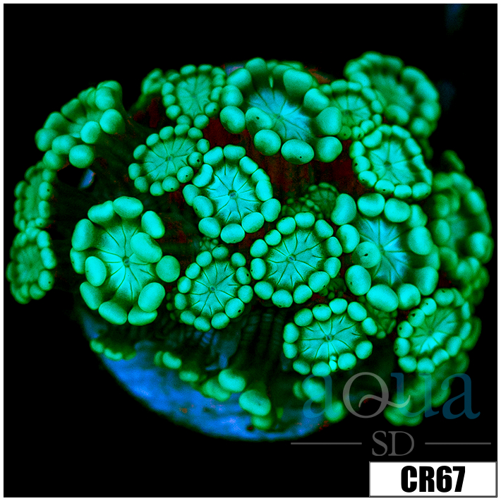 Aussie Alveopora