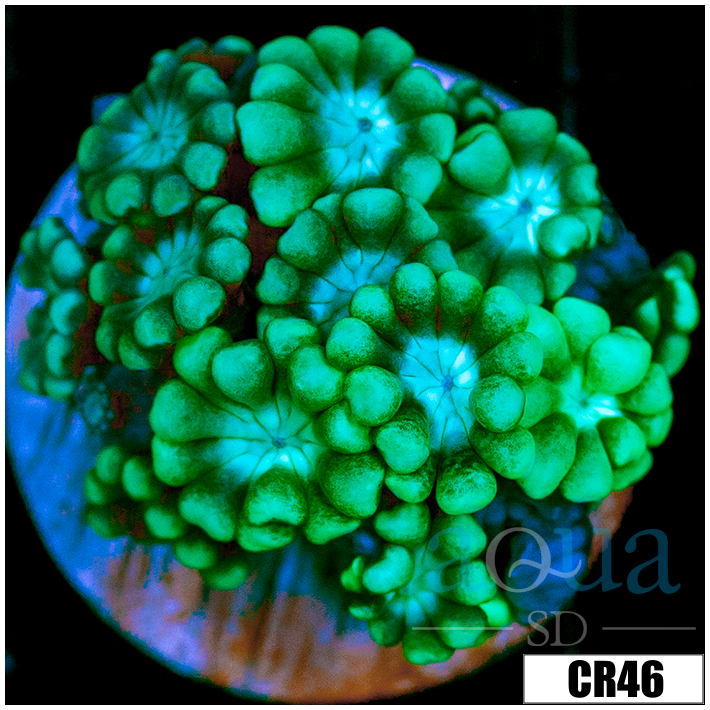 Aussie Alveopora