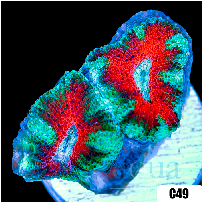 Teal Claw Acan Lord