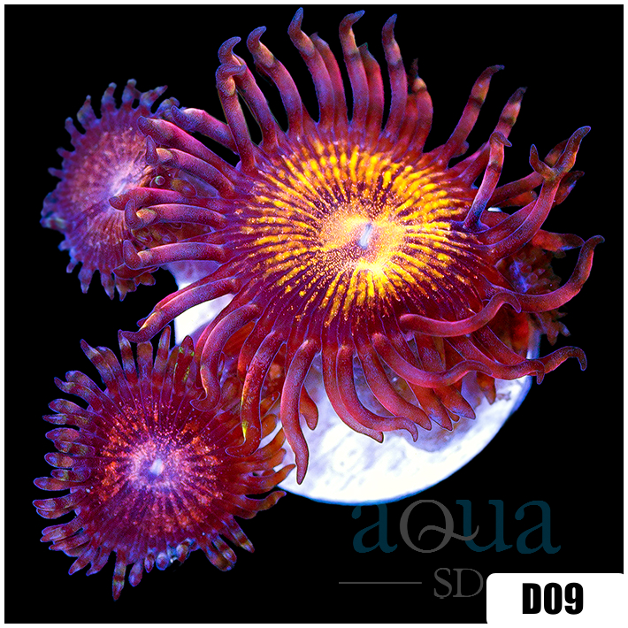 ASD Pandora Zoanthids