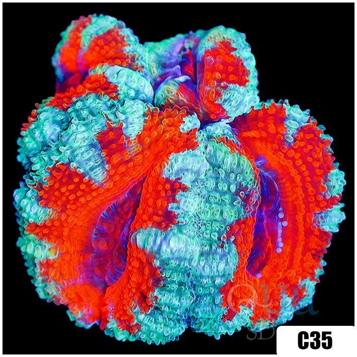Teal Claw Acan Lord