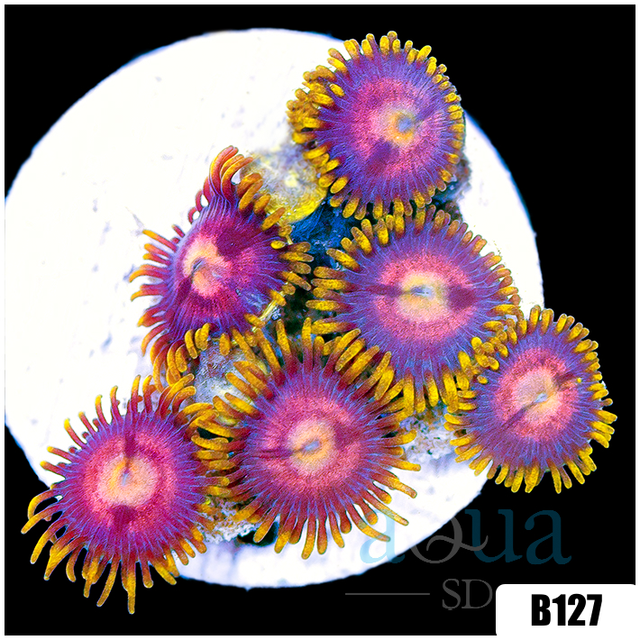ASD Pink Lemonade Zoas