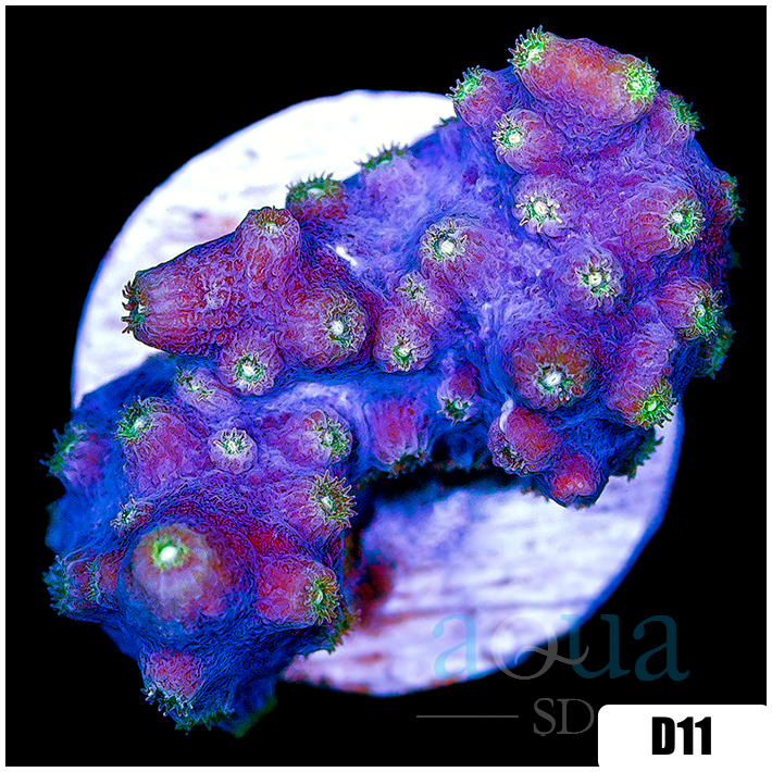 ASD Branching Starry Cyphastrea