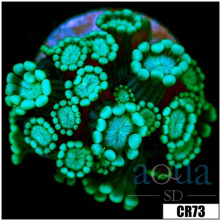 Aussie Alveopora