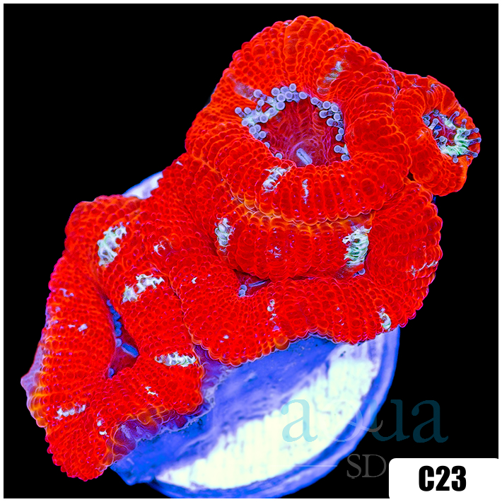 Peppermint Candy Acan Lord