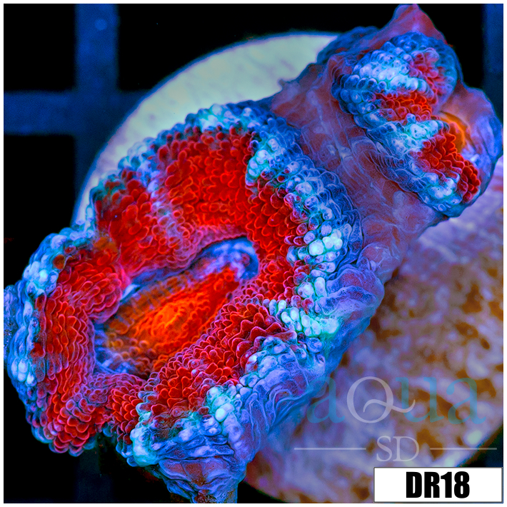 Teal Claw Acan Lord