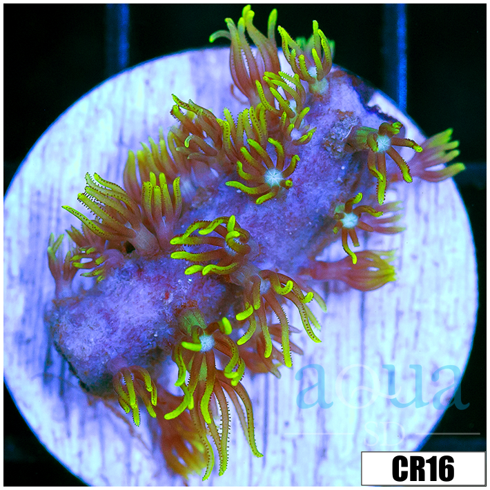 GSP Frag