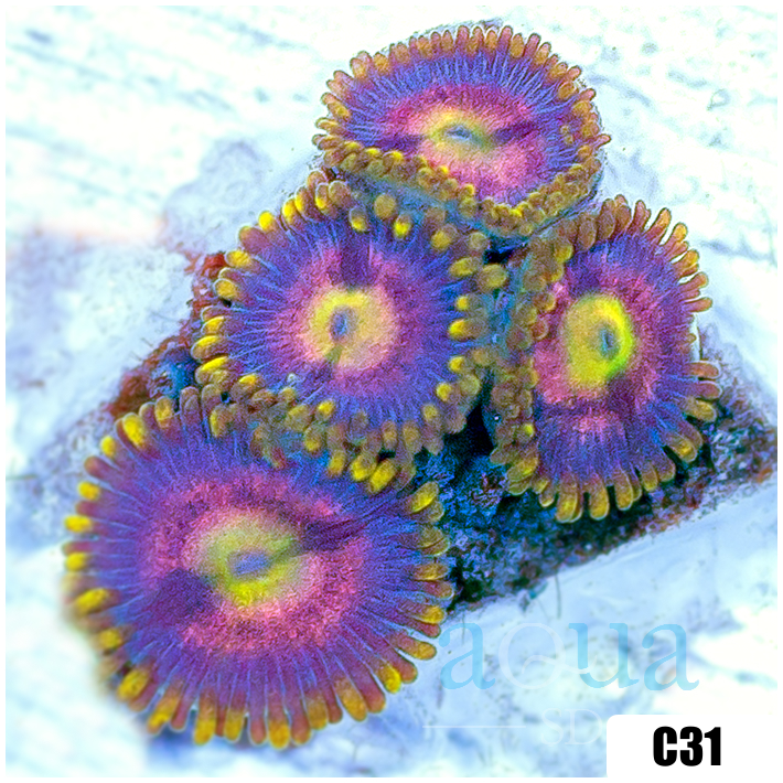ASD Pink Lemonade Zoas