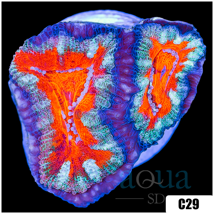 Teal Claw Acan Lord