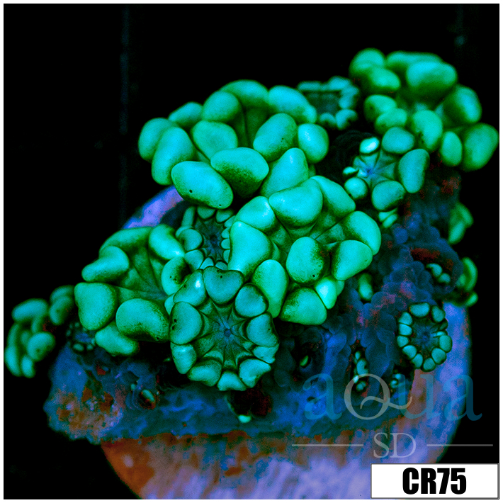 Aussie Alveopora