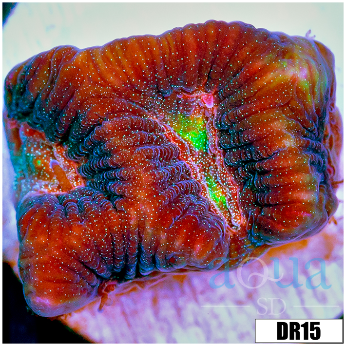 Centipede Platy Favia