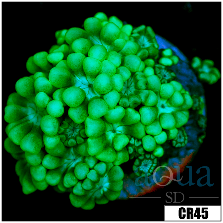 Aussie Alveopora