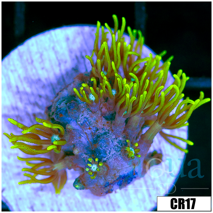 GSP Frag
