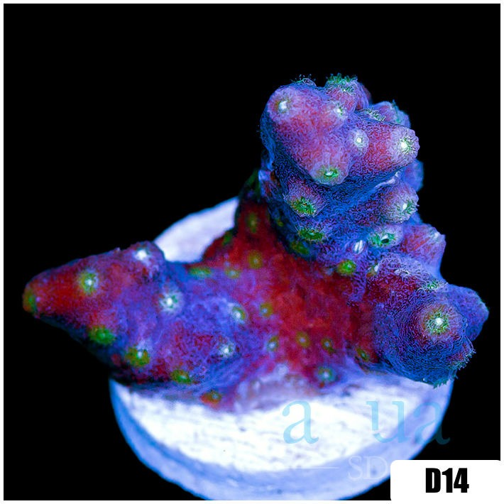 ASD Branching Starry Cyphastrea