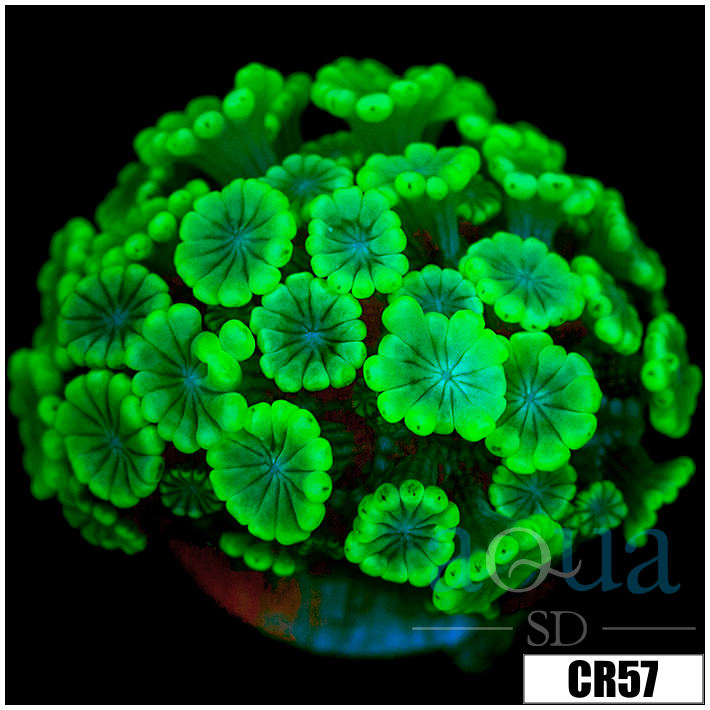 Aussie Alveopora