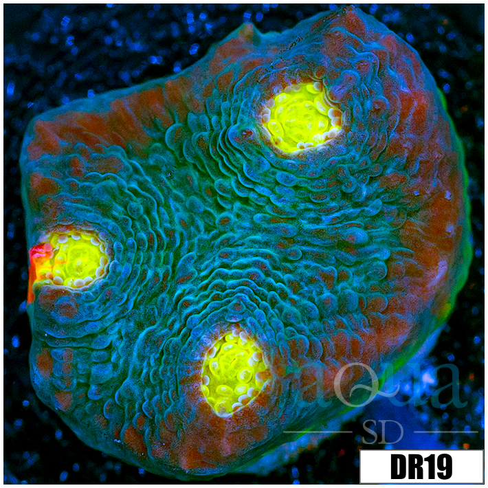 ASD Rainbow Chalice