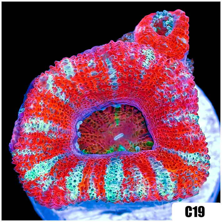 Peppermint Candy Acan Lord