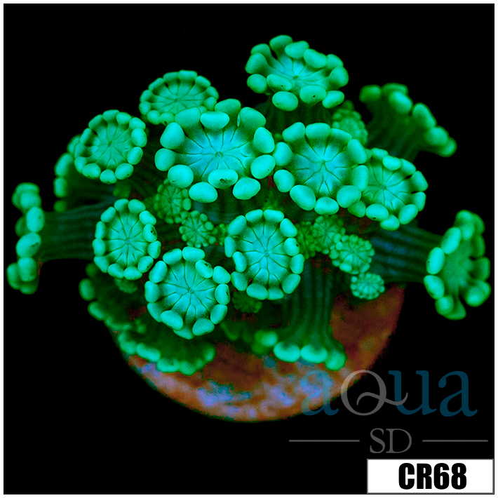 Aussie Alveopora