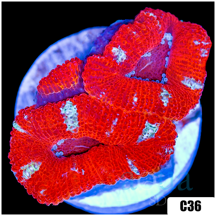 Peppermint Candy Acan Lord