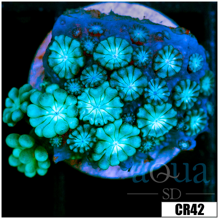 Aussie Alveopora