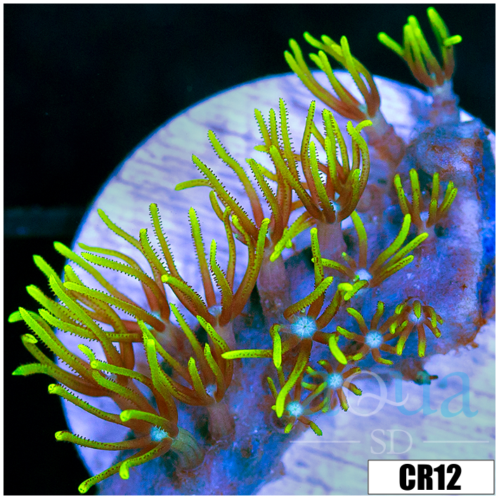 GSP Frag