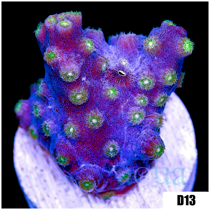 ASD Branching Starry Cyphastrea