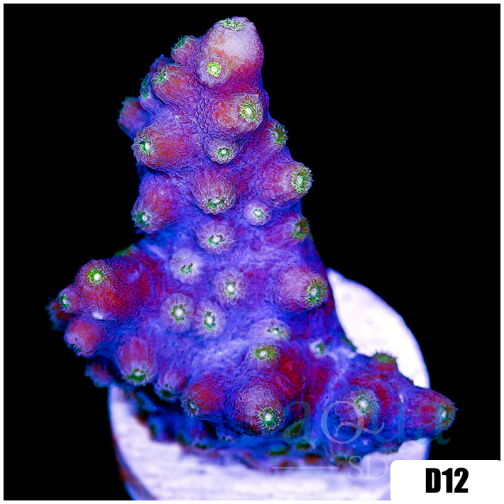 ASD Branching Starry Cyphastrea