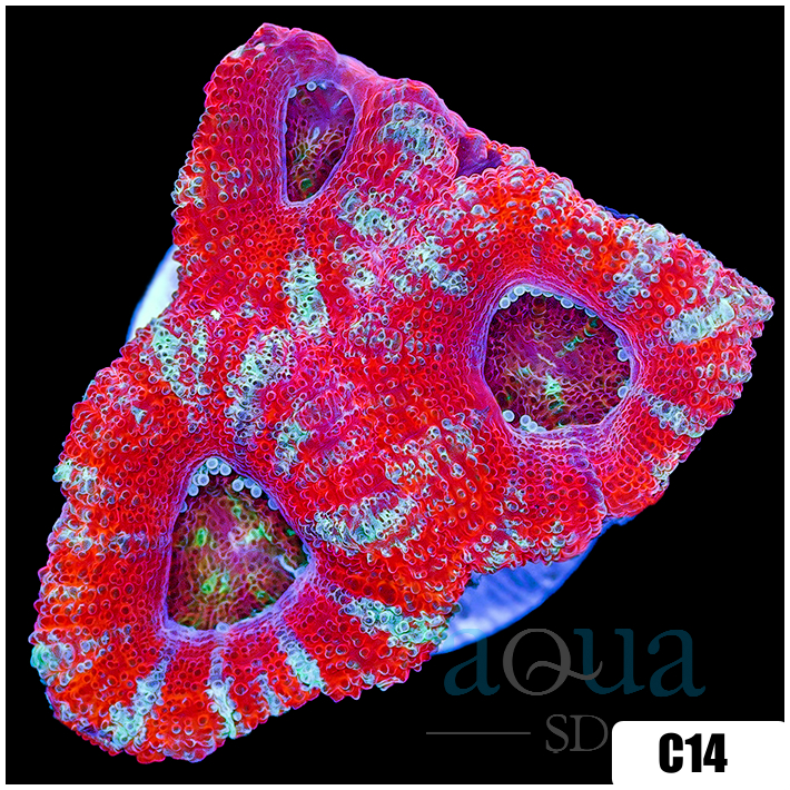 Peppermint Candy Acan Lord