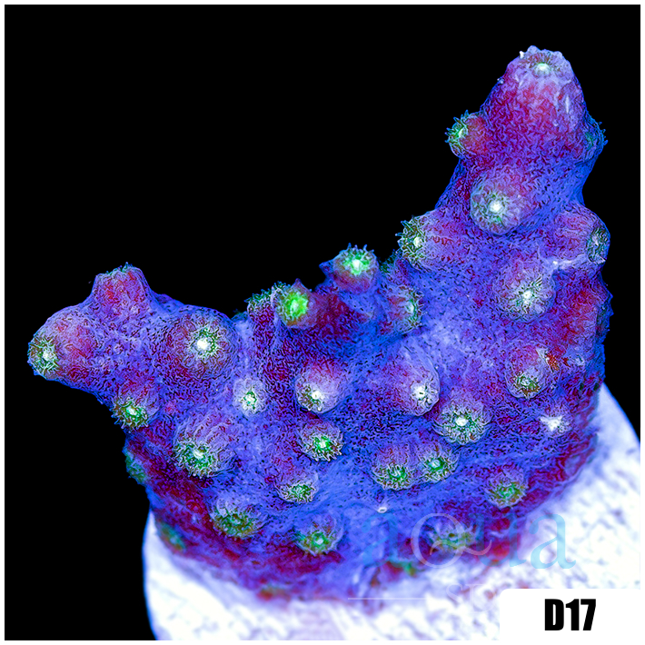 ASD Branching Starry Cyphastrea