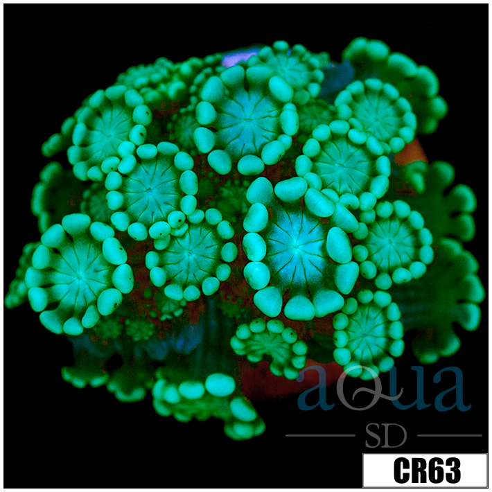 Aussie Alveopora
