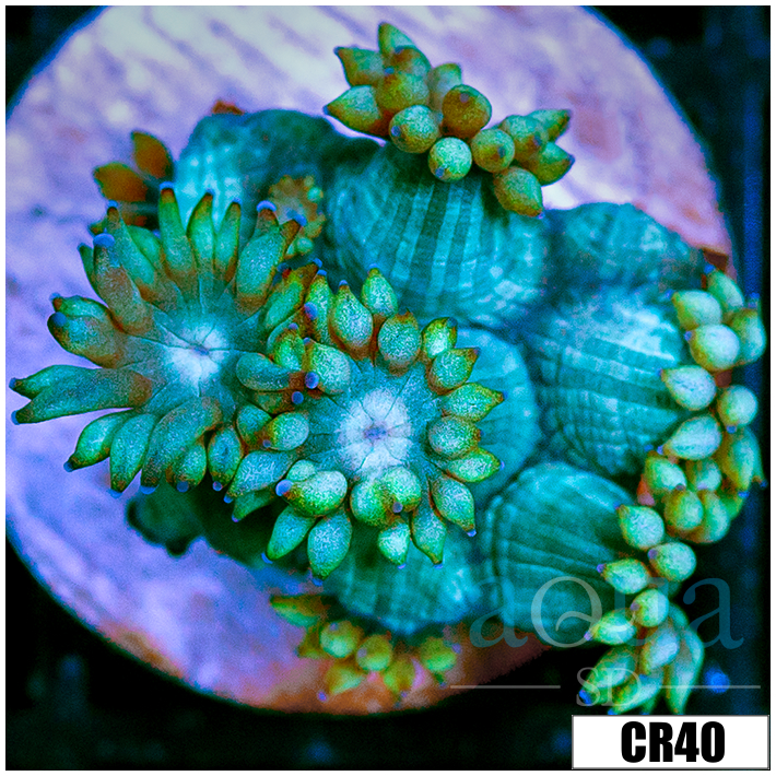 Aussie Alveopora