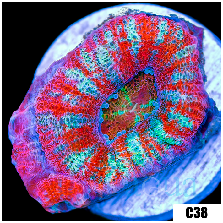 Peppermint Candy Acan Lord