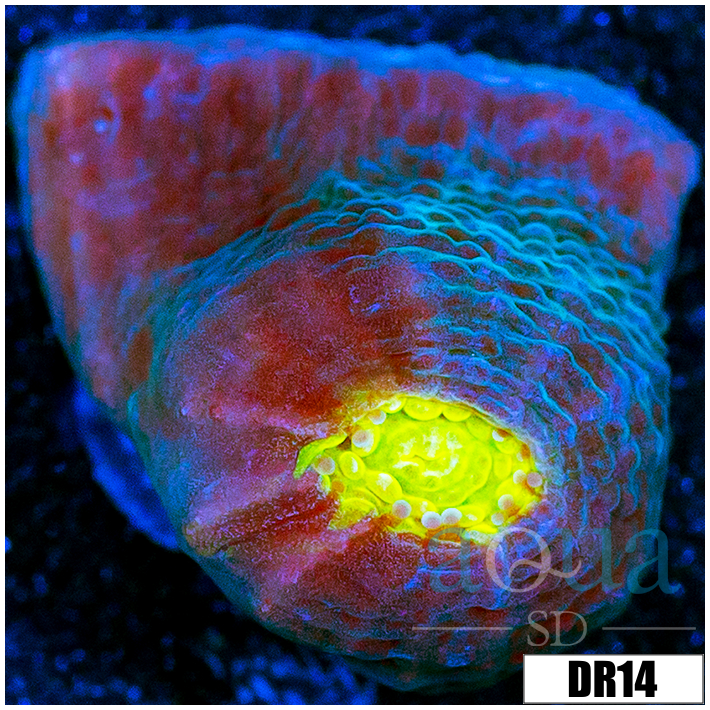 ASD Rainbow Chalice