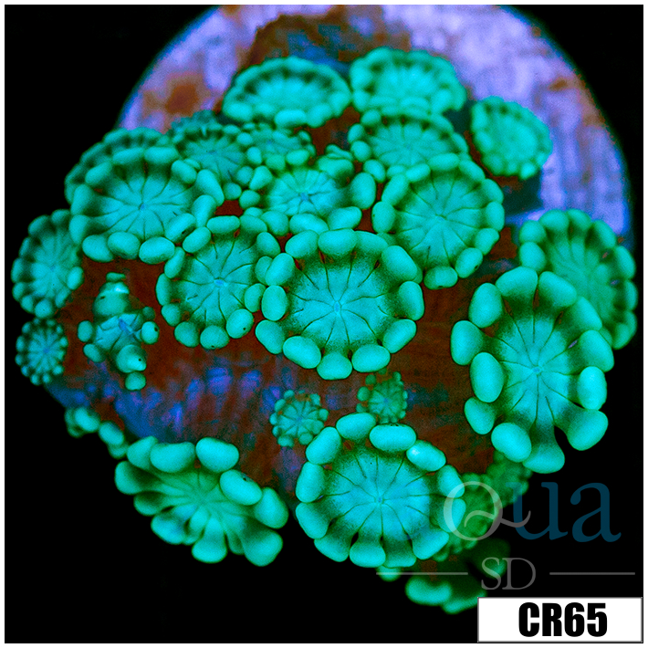 Aussie Alveopora