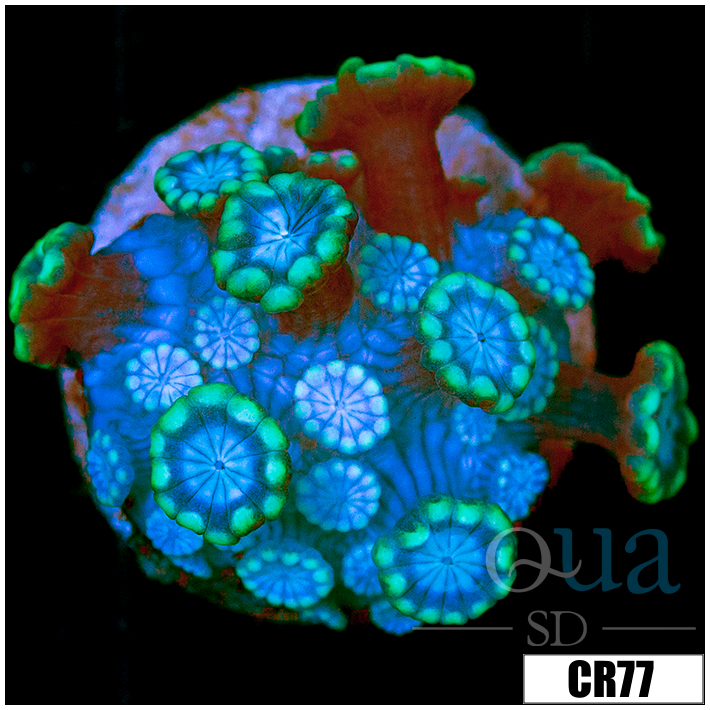 Aussie Alveopora