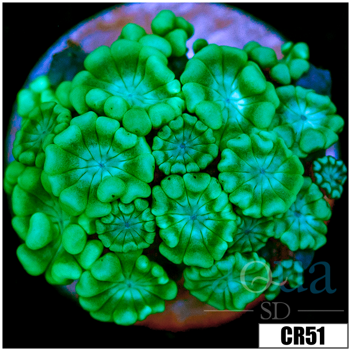 Aussie Alveopora