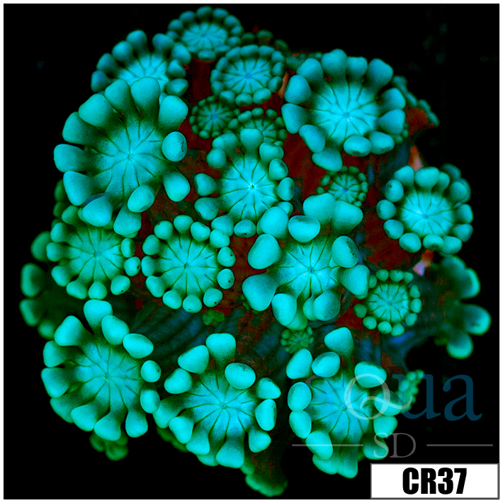 Aussie Alveopora