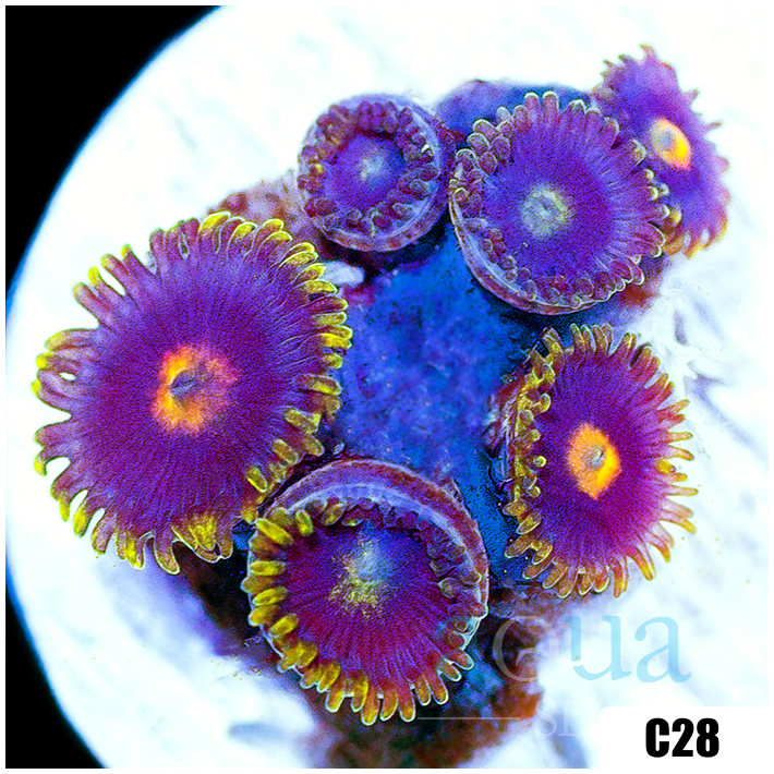 ASD Pink Lemonade Zoas