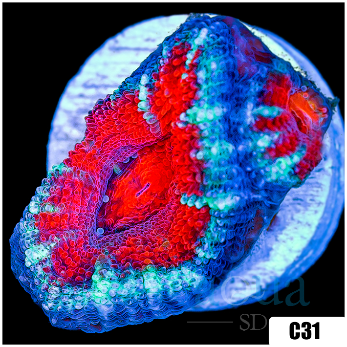 Teal Claw Acan Lord