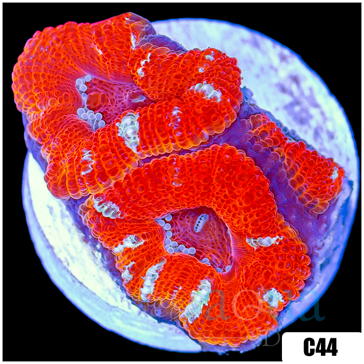 Peppermint Candy Acan Lord