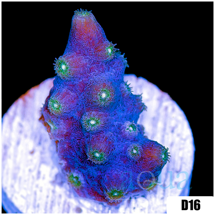 ASD Branching Starry Cyphastrea